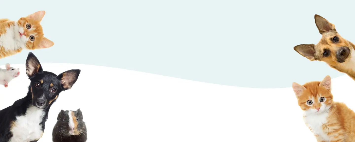 Become a seller on DogPack