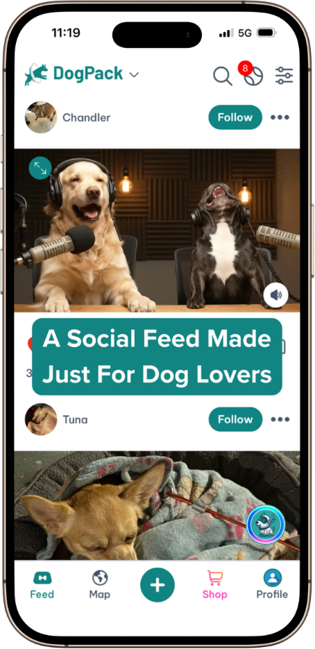 DogPack Feed feature - Social feed where dog lovers connect through photos, videos, and updates