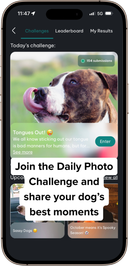DogPack Daily-photo-challenge feature - share your dog's best moments with daily photo challenges