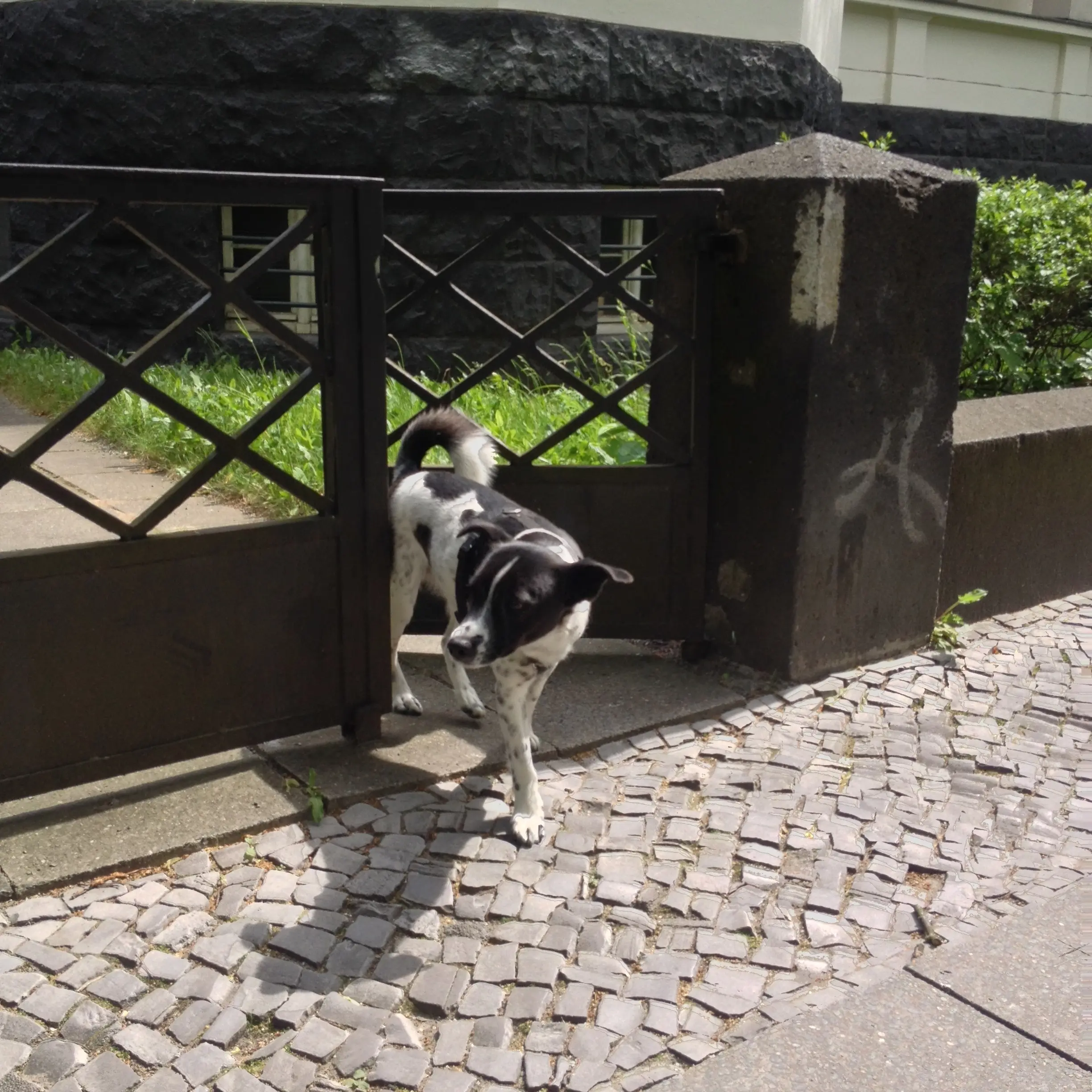 Private dog parks for your dog